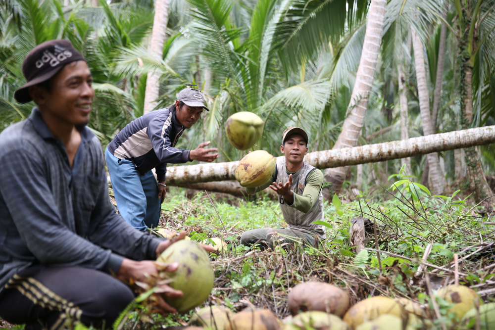 petani kelapa Surabaya