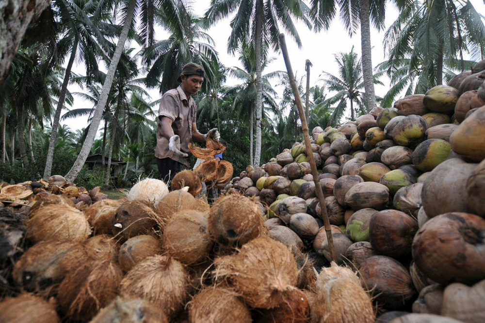 kebun kelapa Surabaya