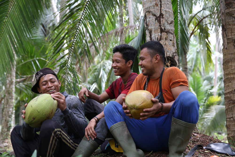 panen kelapa Surabaya